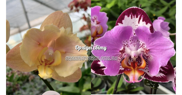Орхiдея Phal. (Sin Yuan Golden Beauty х Sogo Yukidian V3 метелик